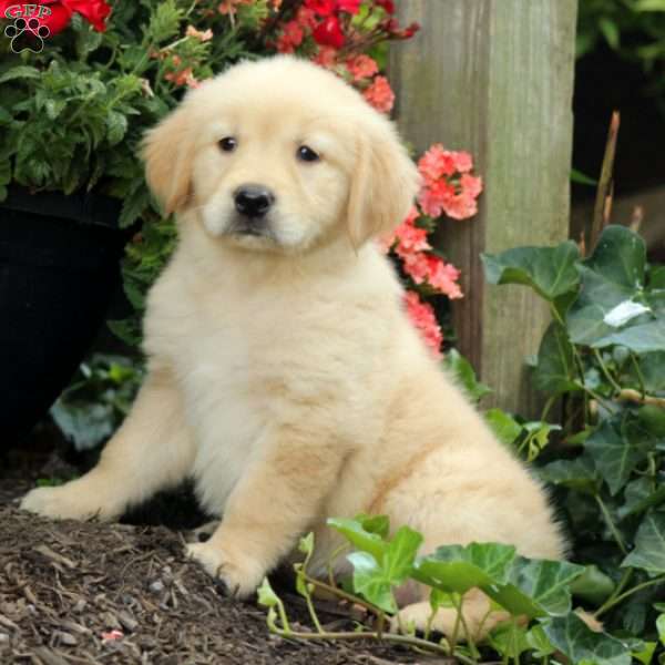 Puppies and Birds For Sale and Adoption Golden Retriever Golden