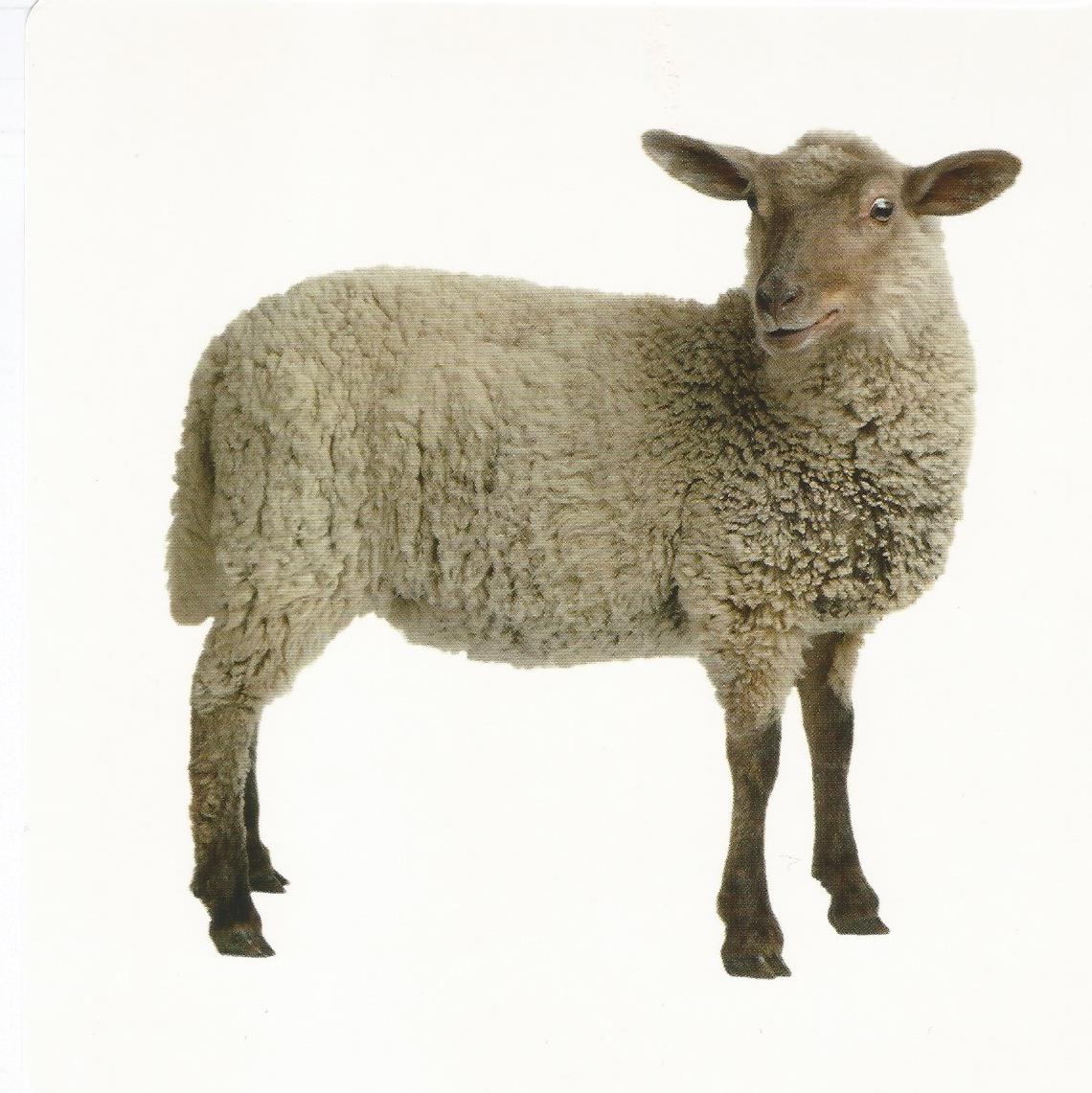 El Blog de la Profe Diana UNIDAD 4 DE INGLÉS ANIMALS