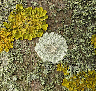 Flat, circular, white, fungus - Diploicia canescens - on trunk of tree.
