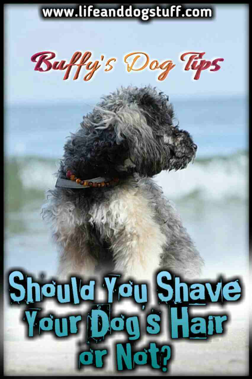 Things To Consider Before Shaving Your Dog