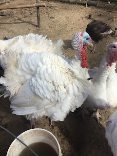 Chickens for Backyards, turkey calls, turkey update, white broad breasted turkey, 