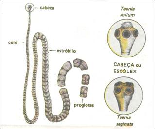 O Que é Endoparasita? O Que é Endoparasita?