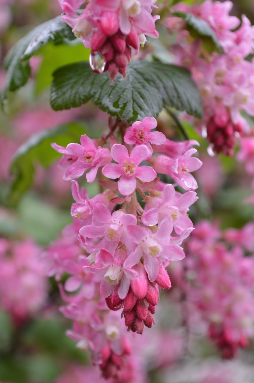 My Favorite Plant This Week Red Flowering Currant