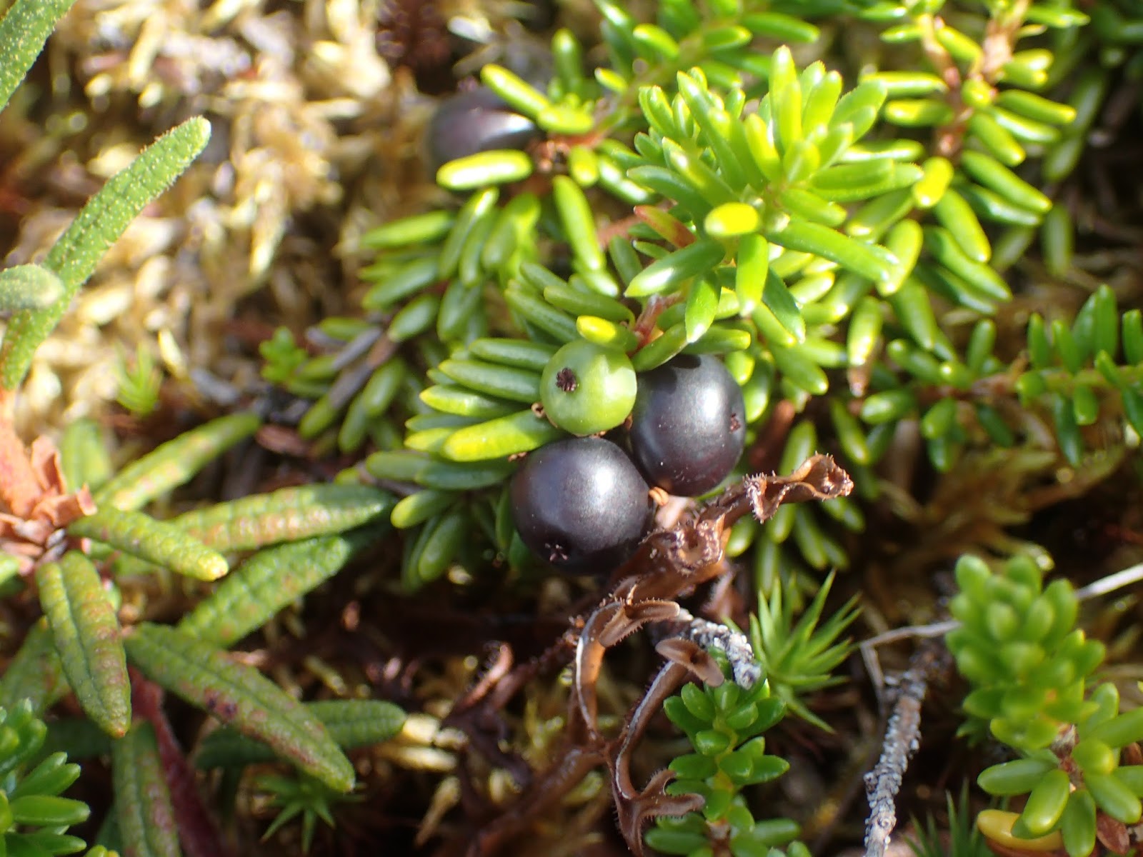Naknek Seafood Gone Fishing June 30 2016 Alex's Day and Dragonflies