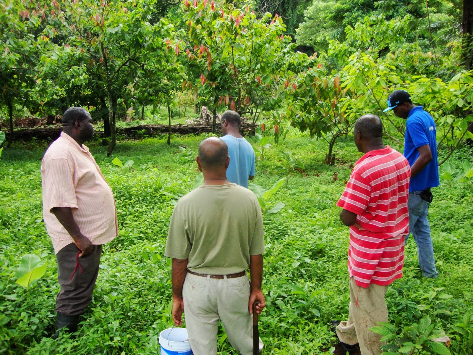 Cocoa Farming Future Initiative Grenada Protecting Grenada's