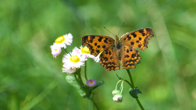目で食べる:ありふれたデザートがアートに変わるとき