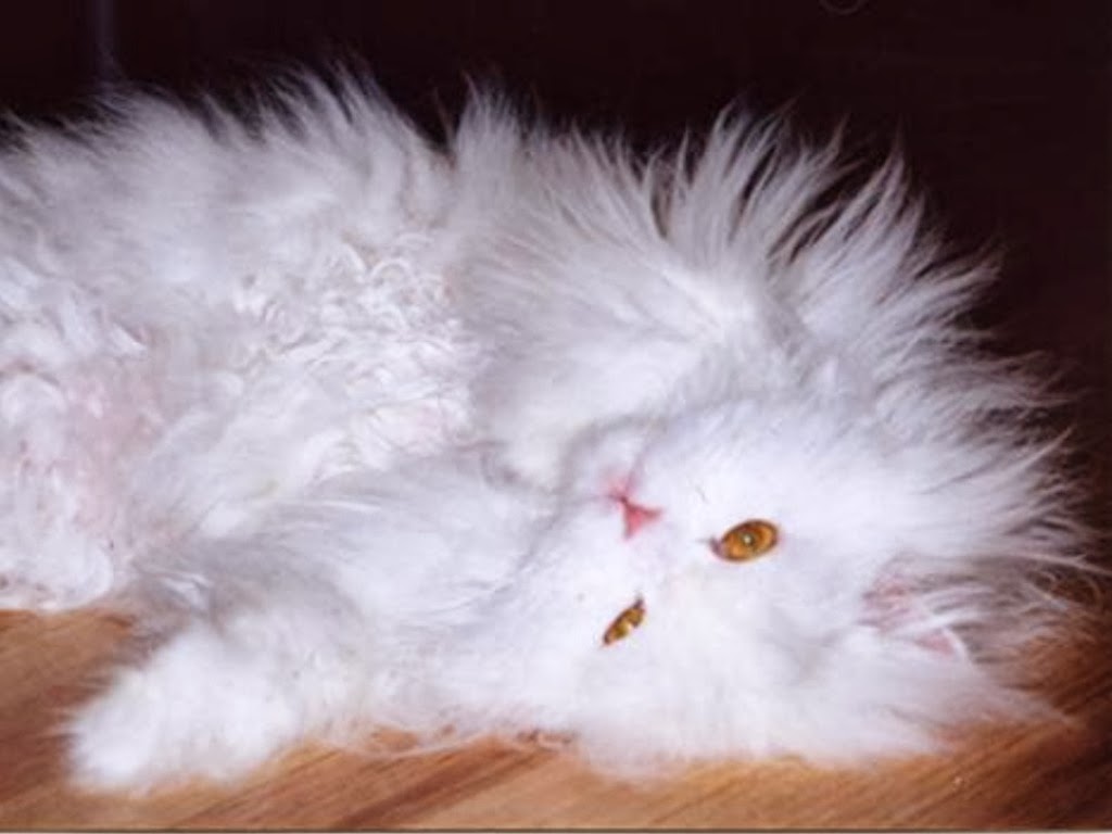 White Persian Cat Wallpapers ~ Free HD Desktop Wallpapers Download