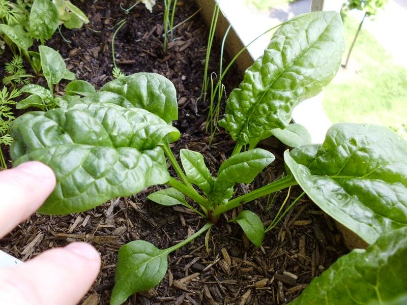 Bloomsdale Long Standing Spinach Greens and Machines