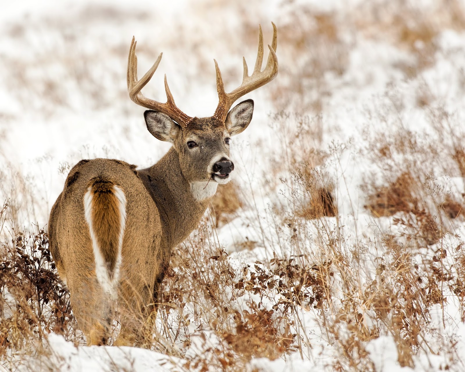 Wisconsin Whitetail News