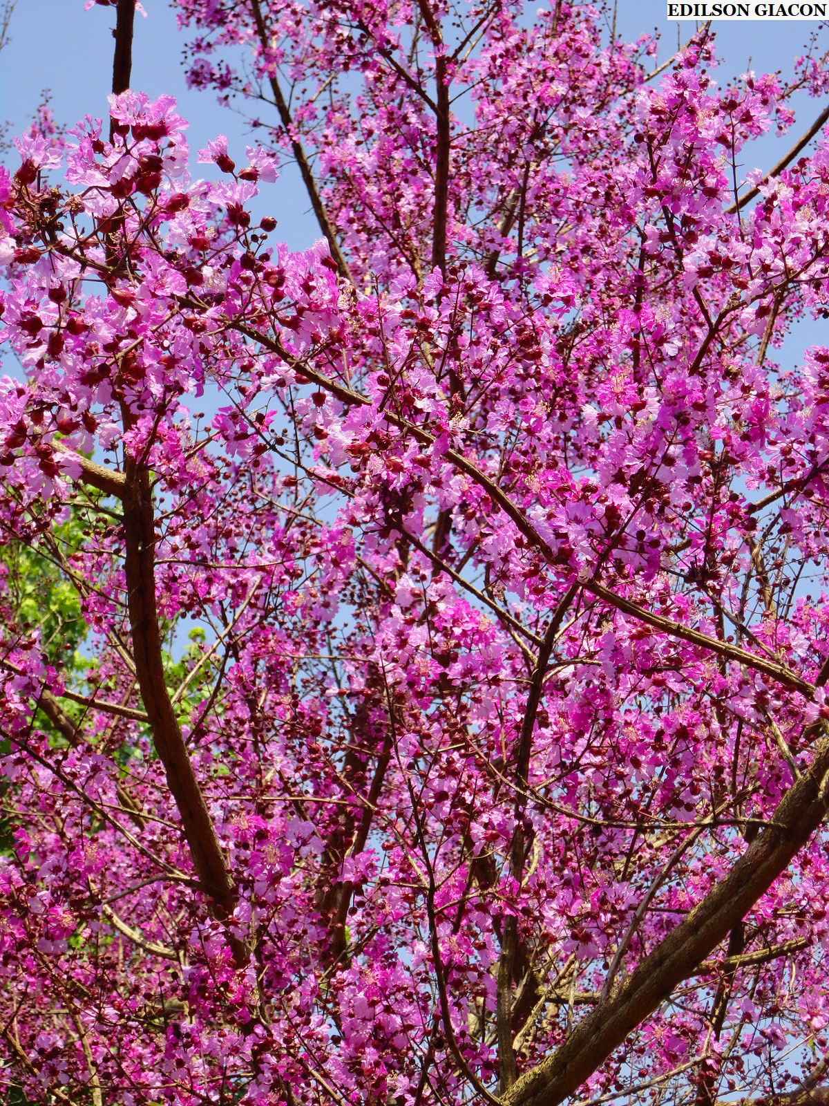 Viveiro Ciprest Plantas Nativas e Exóticas Pau de Rosas