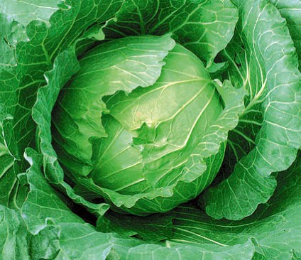 Kobis-hijau-green-cabbage