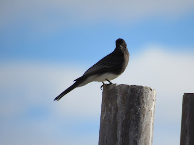 Black Phoebe