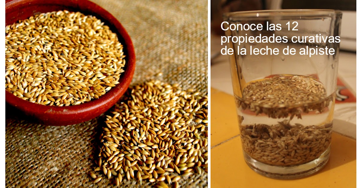 Conoce 12 propiedades curativas del alpiste para la salud y cómo prepararlo