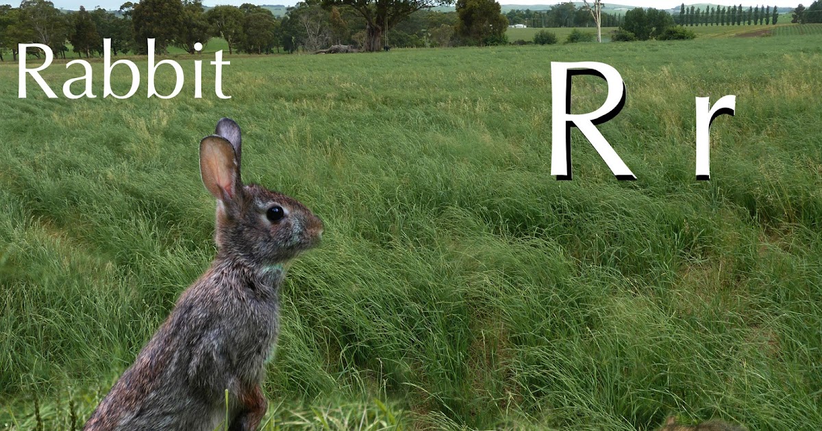 NixPages RABBITS & RATS