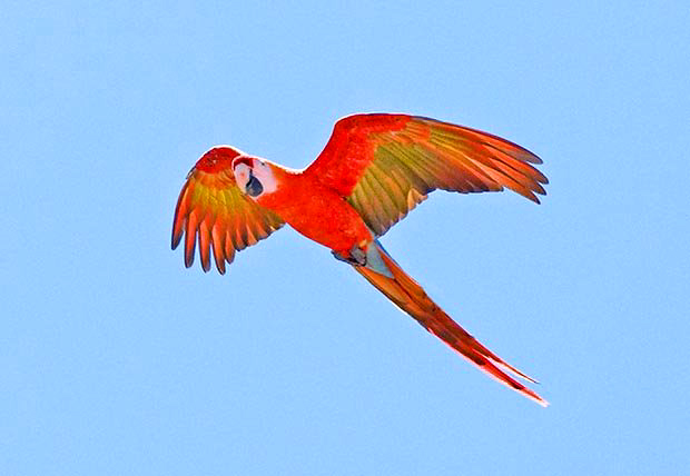 Макао попугай Макао попугай