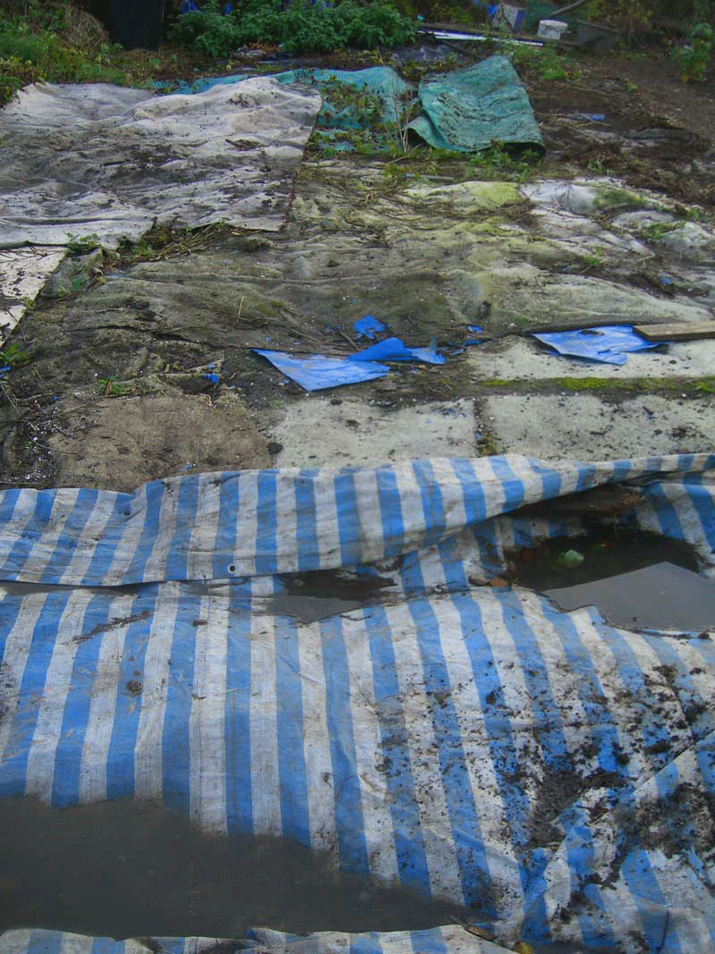 Allotment Garden Tony's Permaculture Allotment.