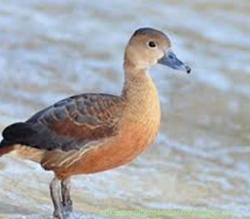 Angka Mimpi Belibis 2d 3d 4d Bergambar Dalam Buku Mimpi Buku