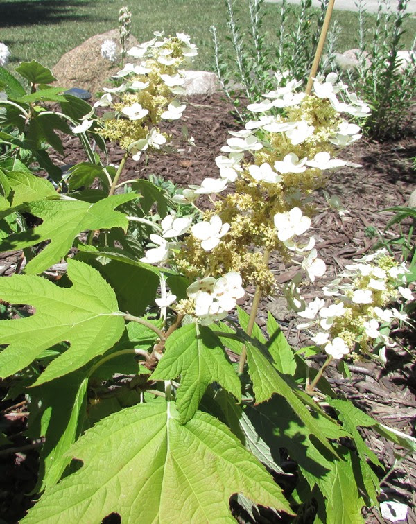 Jibberjabberuk Growing Hydrangeas