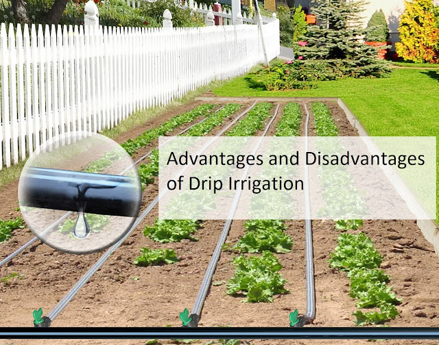 Advantages and Disadvantages of Drip Irrigation for your Land