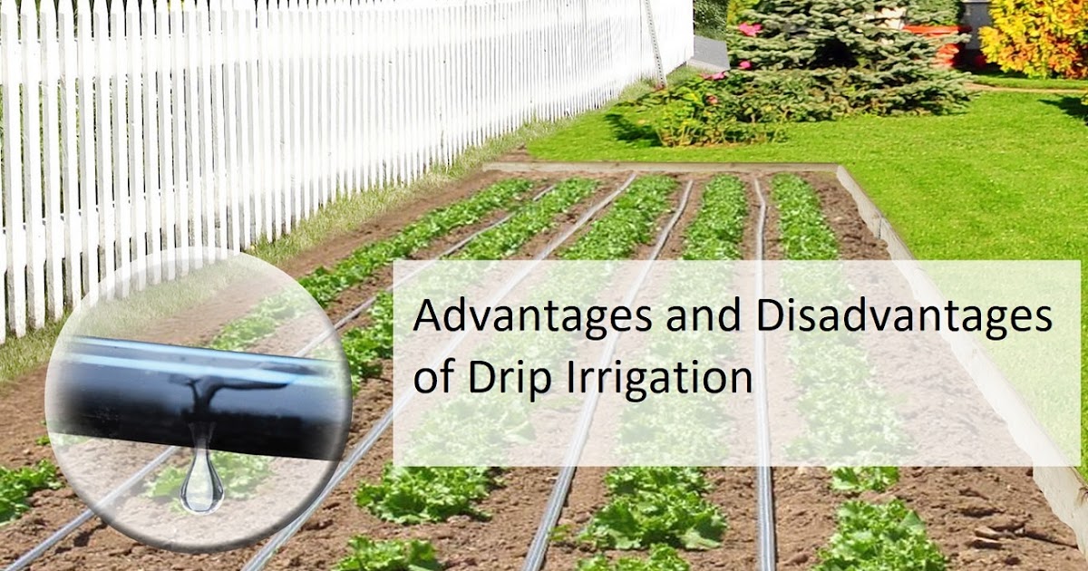 Advantages and Disadvantages of Drip Irrigation for your Land