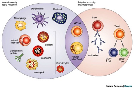 Cells involved Immune system