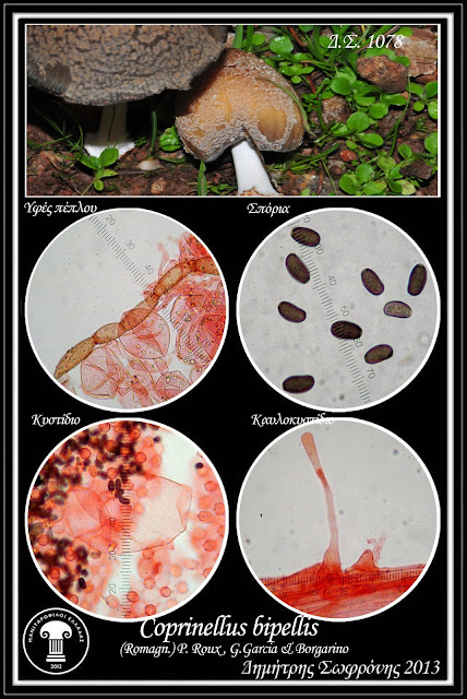 Coprinellus bipellis (Romagn.) P. Roux, Guy Garcia & Borgsrino