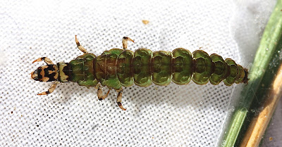Aquatic Insects of Central Virginia: Isoperla season at the Rapidan River