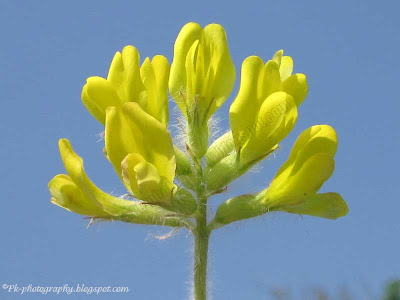 Astragalus-milkvetche