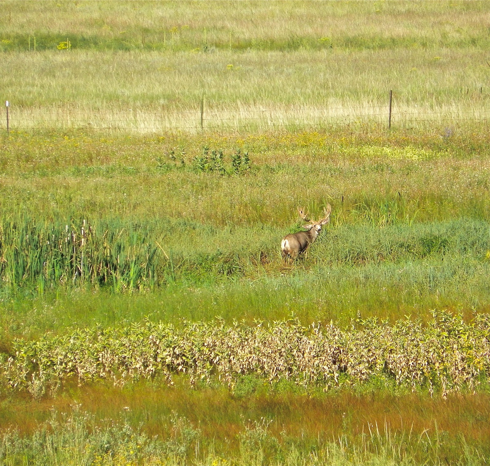 Otowi Drake Pond and Ramah State Wildlife Area 9/2/13