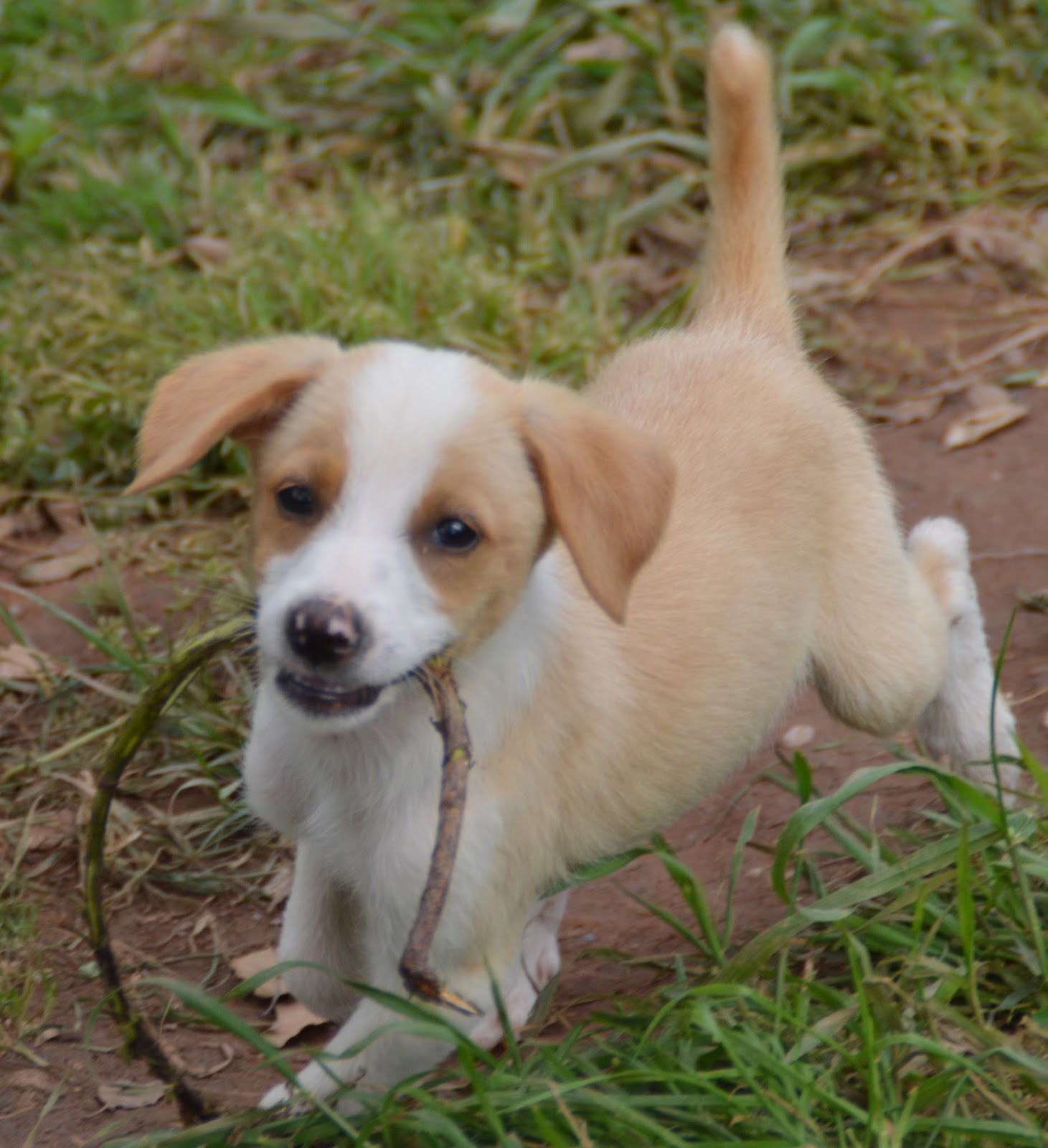 Hunde aus ZentralPortugal adoptieren Amadeus