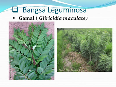manfaat-tanaman-leguminosa,www.healthnote25.com manfaat-tanaman-leguminosa,www.healthnote25.com