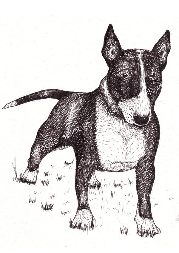 mobijo Bull terrier ink drawing