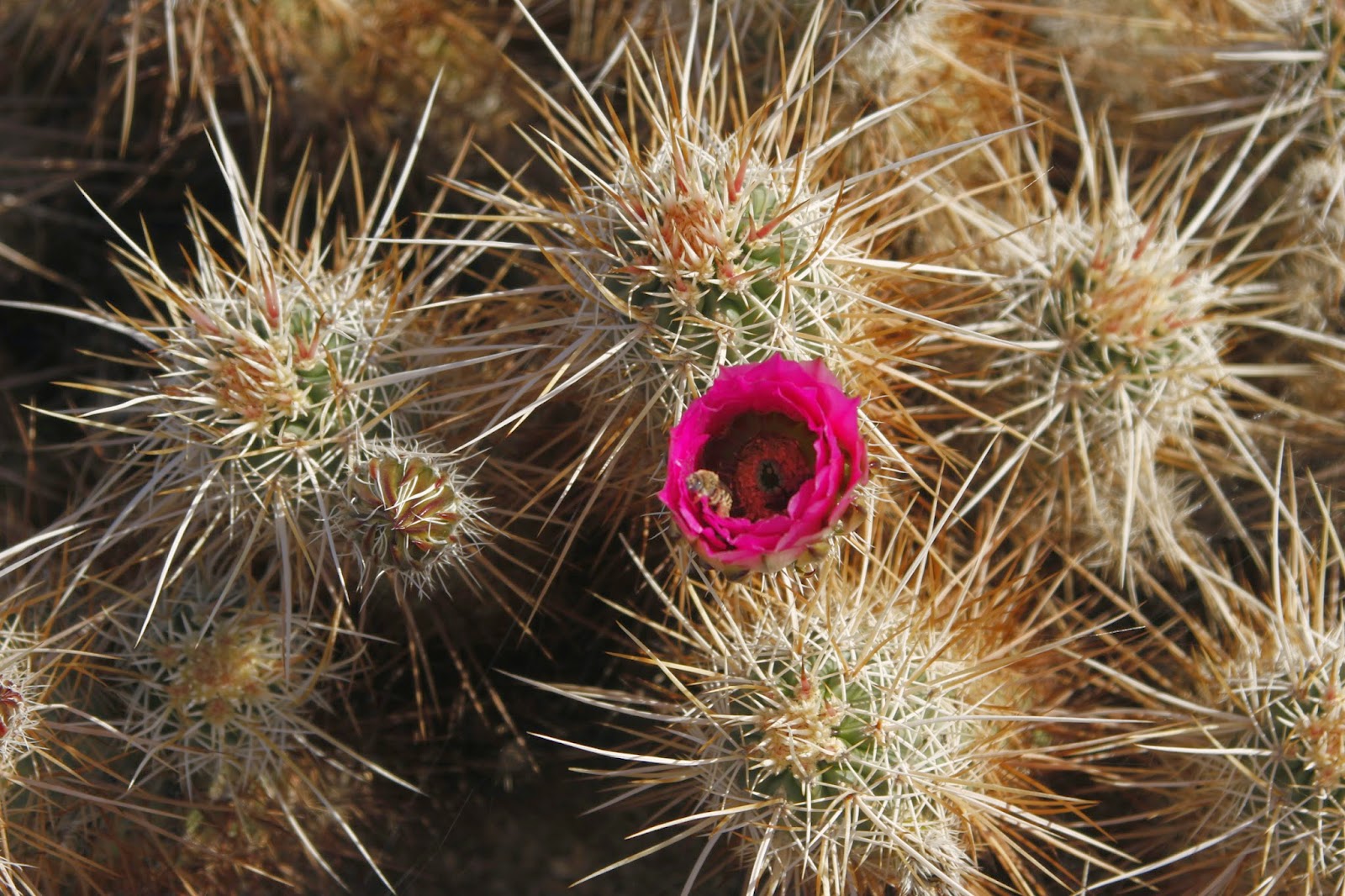 Desert Garden Cholla cactus bloom