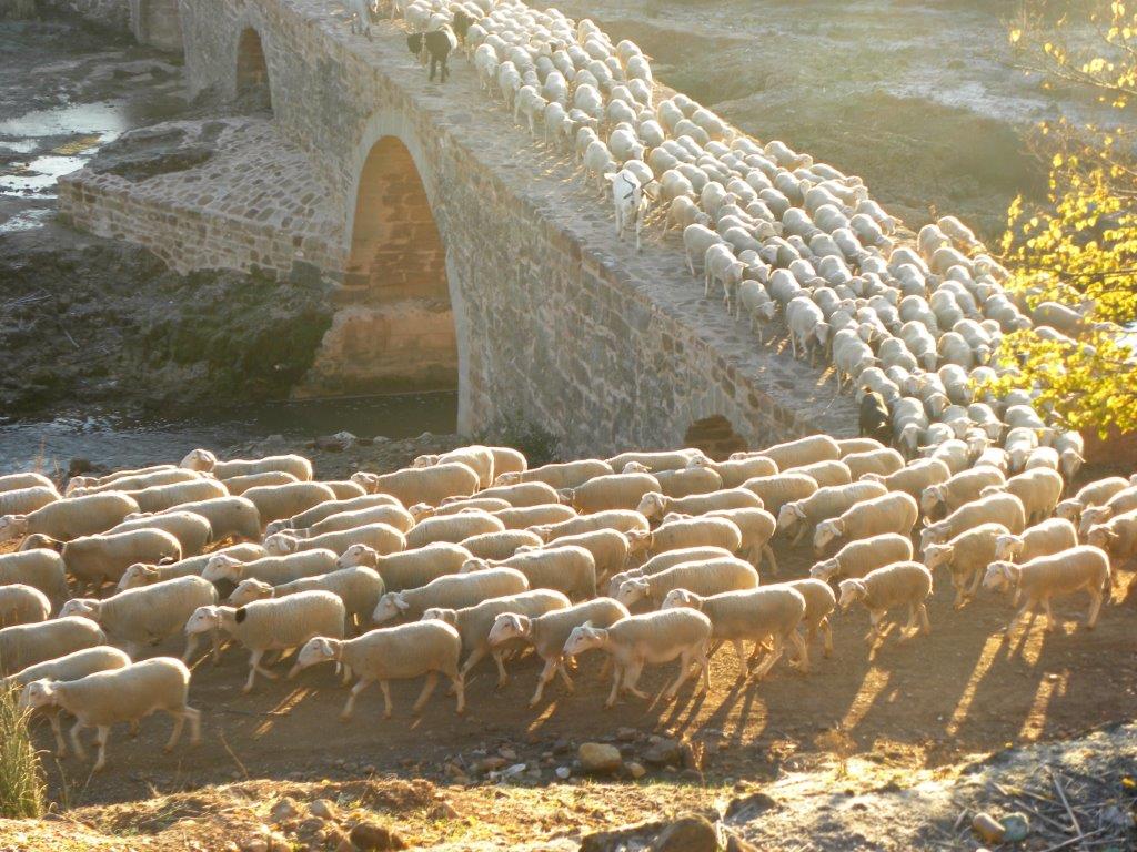 El Chilanco Elias LA TRASHUMANCIA ESTÁ DECLARADA COMO MANIFESTACIÓN