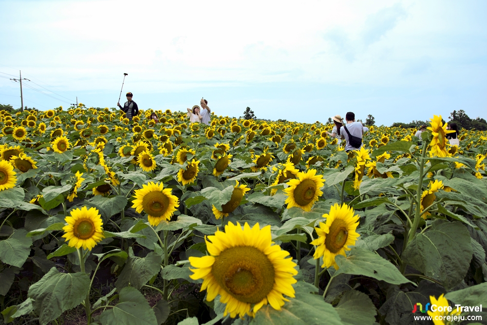 Core Travel All about Jeju Island [Attraction] Kimkyungsuk Sunflower