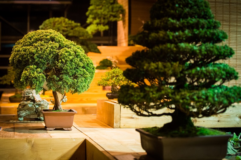 Why Should You Always Decorate Your Home with Bonsai Trees? My