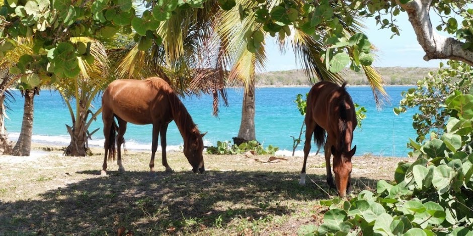 River Stable