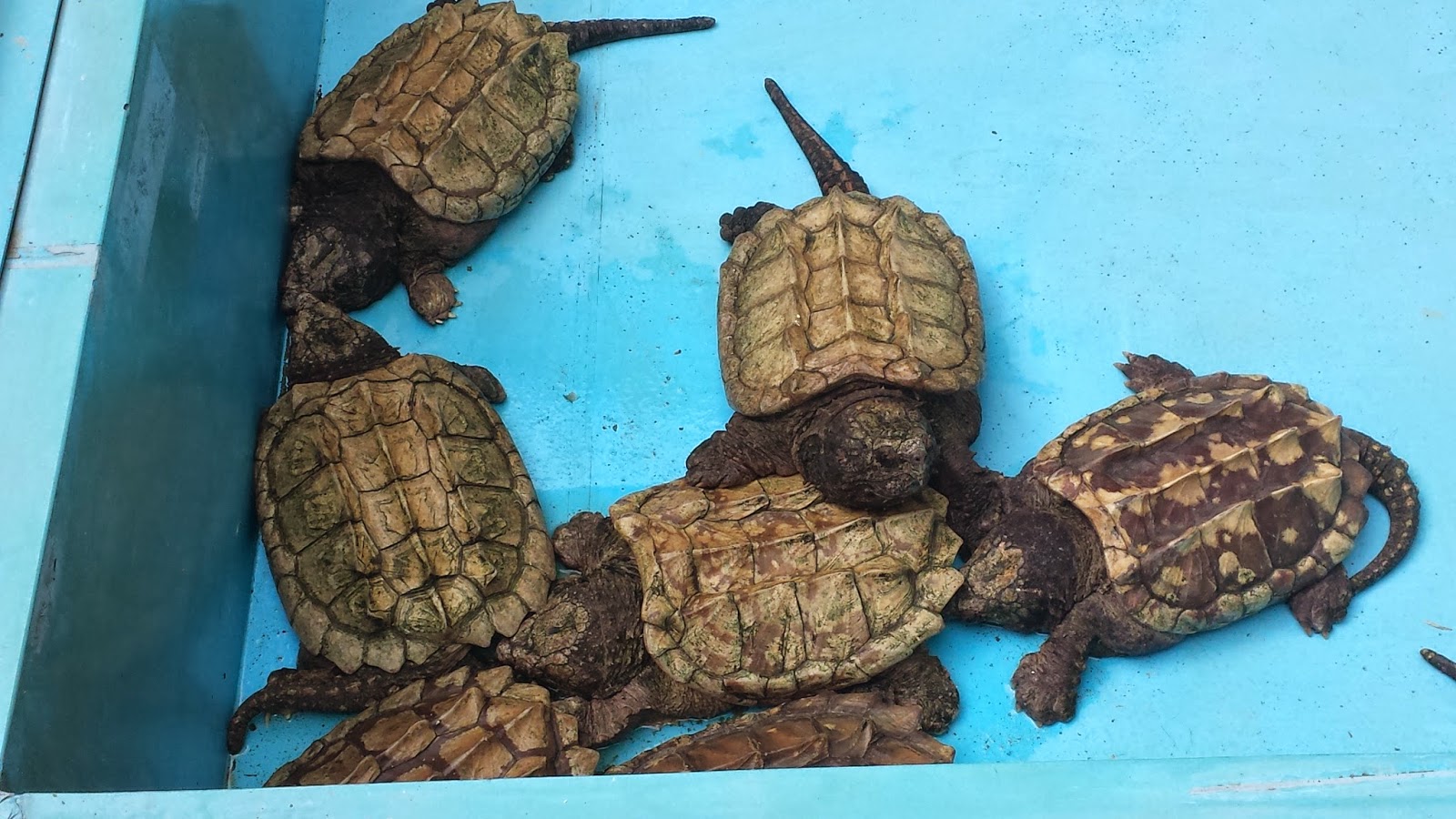 Daytripping The Live Turtle & Tortoise Museum