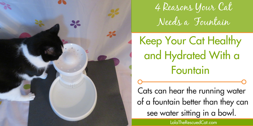 4 Reasons Your Cat Needs a Water Fountain Enter to win a Petmate