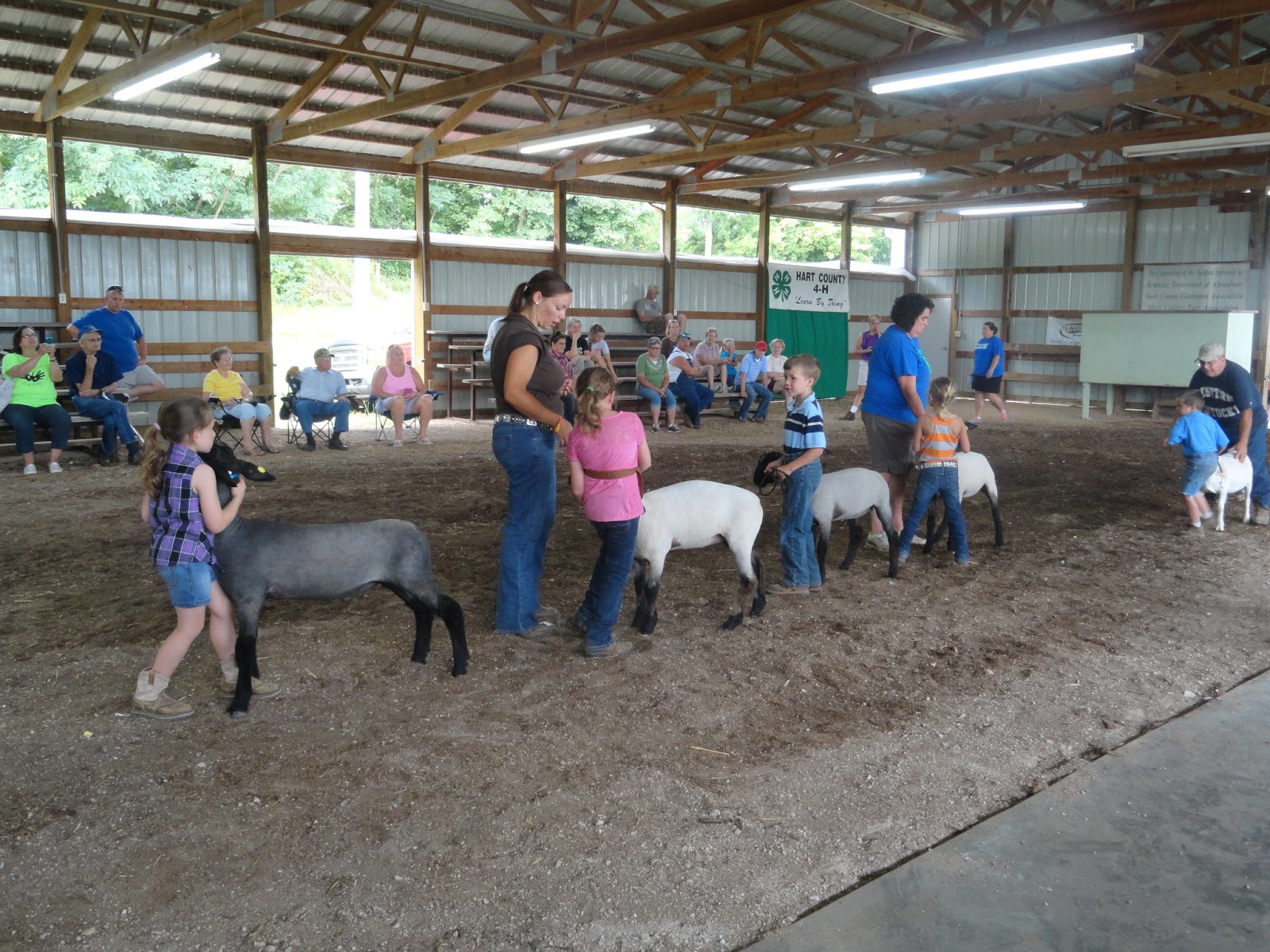 BarnScoop Photos from Hart County Fair 4H Market Lamb, Market Hog