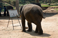 Example-Example of report text-Elephant animal