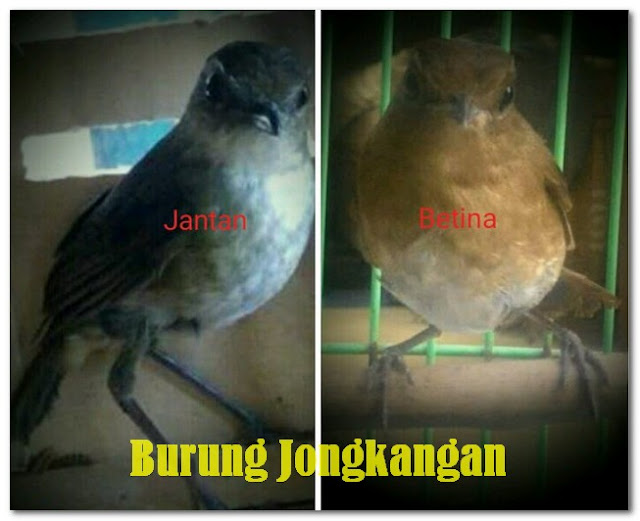 Ciri Ciri Perbedaan Burung Jongkangan Jantan Dan Betina