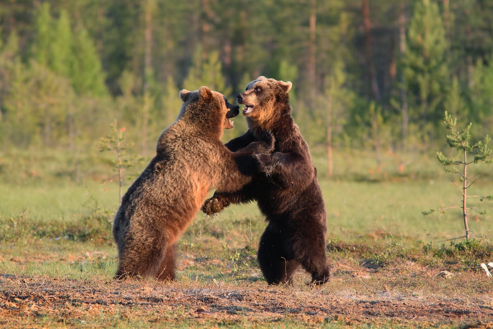 бурый медведь женщине. гризли североамериканский бурый медведь. медведица с медвежатами. бурый медведь пестун. бурый медведь красная книга.