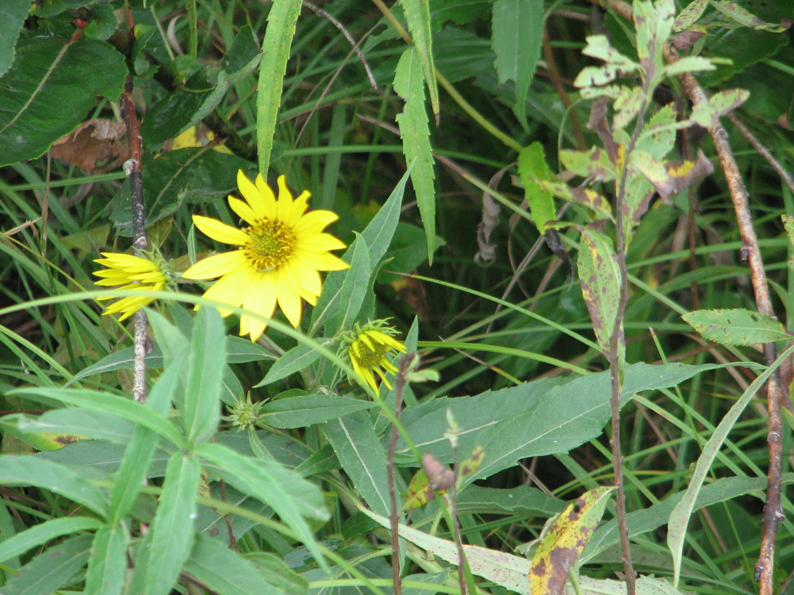 troutbirder: Prairie Flowers