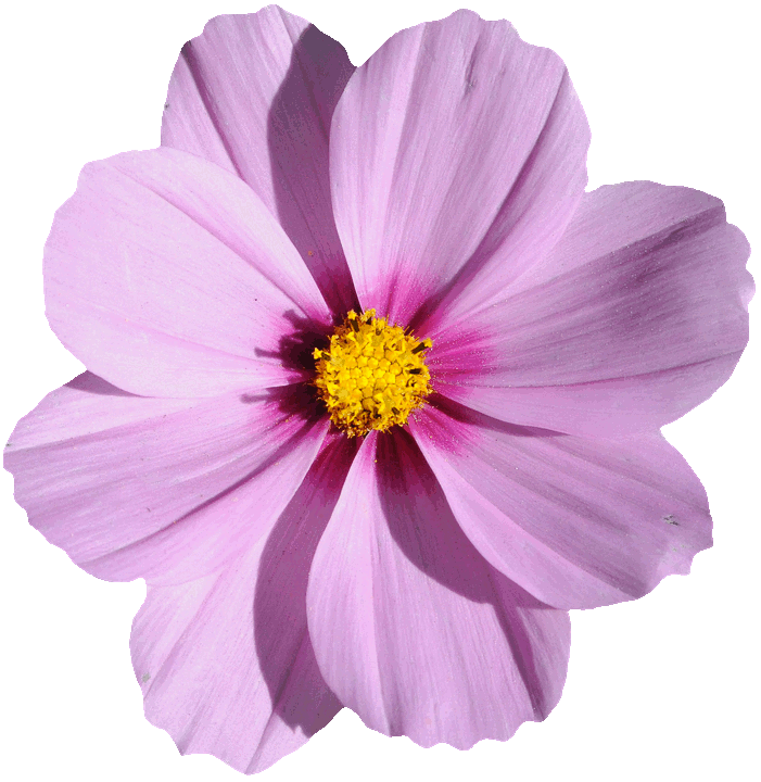 Trabajos Tics 1ºBACH Gif De la flor