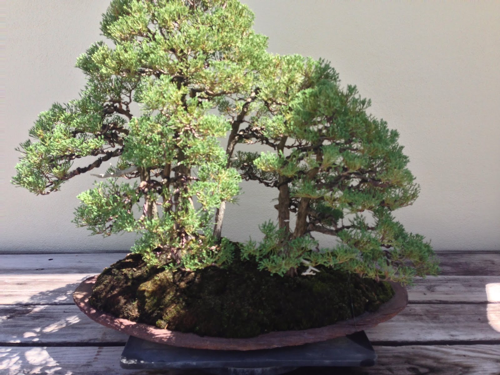 Zoom Times Gigantic Tiny Trees