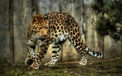 صور حيوانات 2022 اجمل خلفيات حيوانات الغابة 64