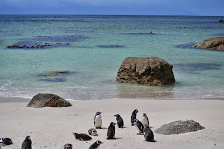 Penguins at Boulders beach