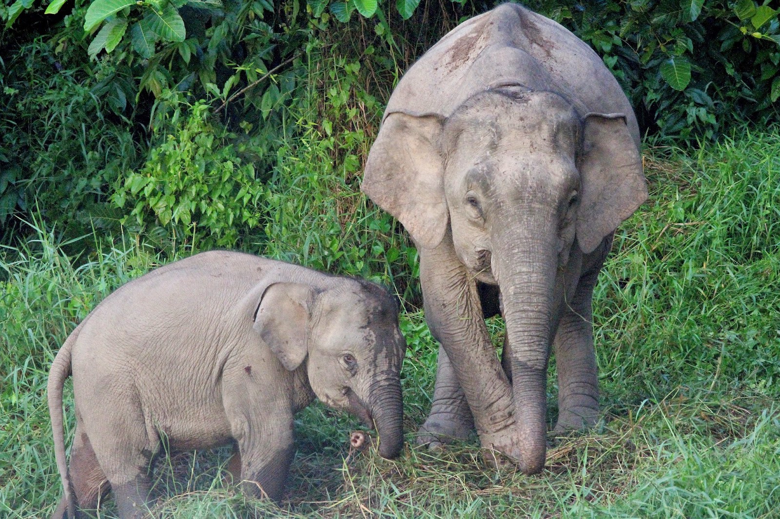 Worldbirder Bornean Pygmy Elephant Photo Essay