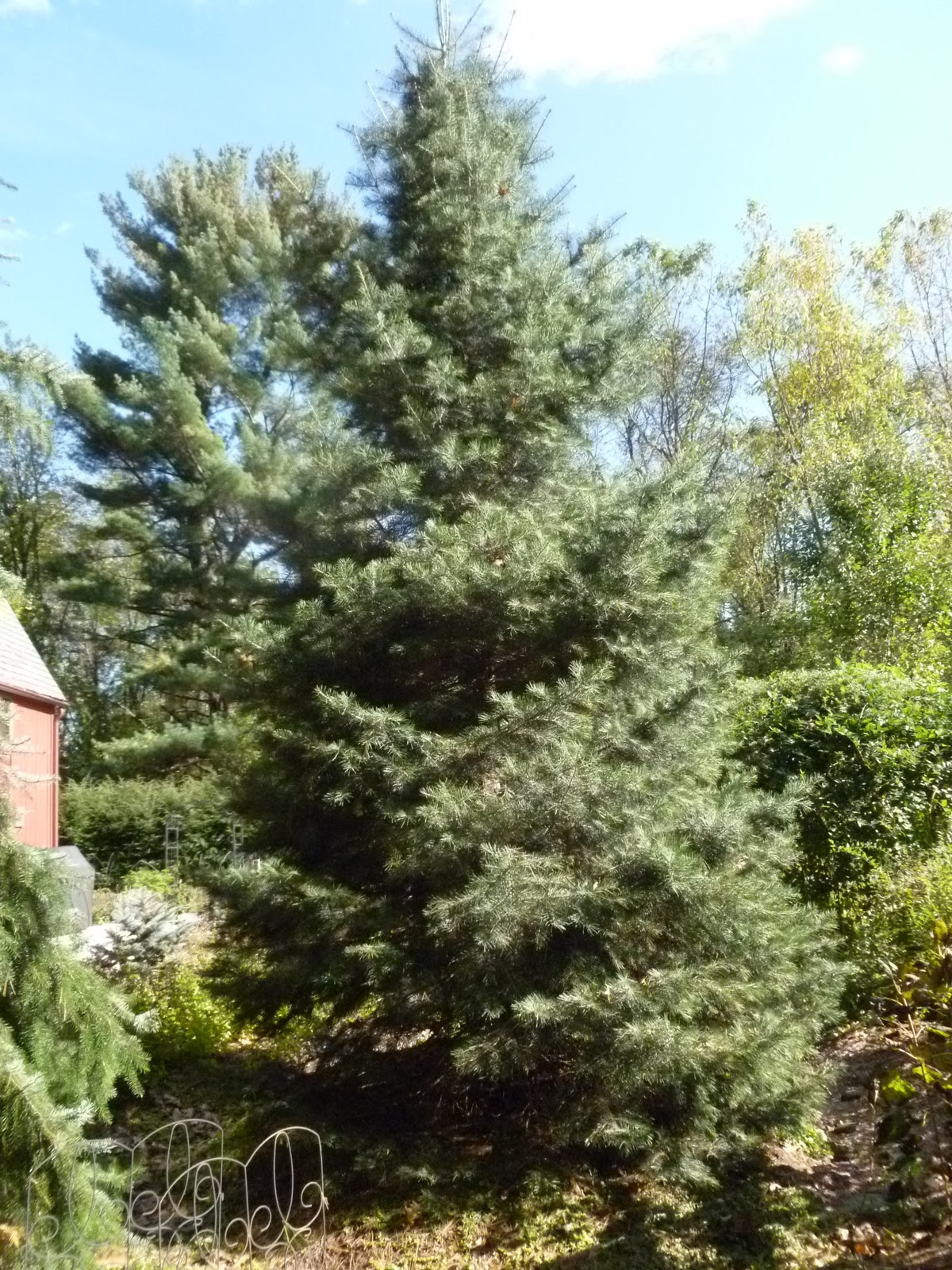 All about Evergreens Bradley Tree and Landscape